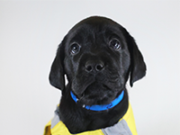 AHEPA Service Dogs For Warriors